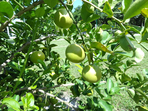 Citrus limettioides