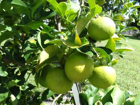 Citrus limettioides