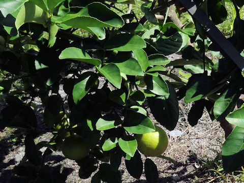 Citrus limettioides