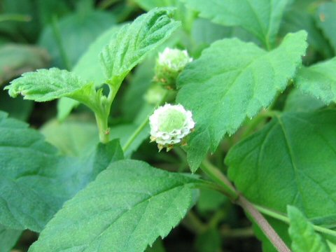 Lippia dulcis