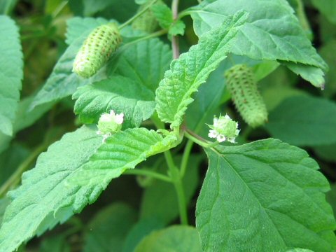 Lippia dulcis