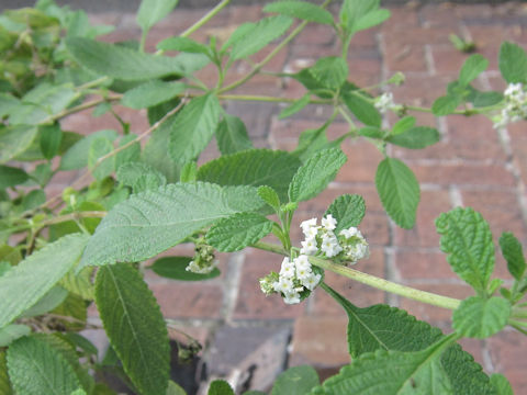 Lippia dulcis