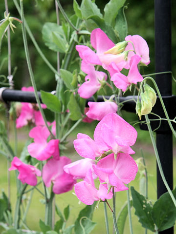 Lathyrus odoratus