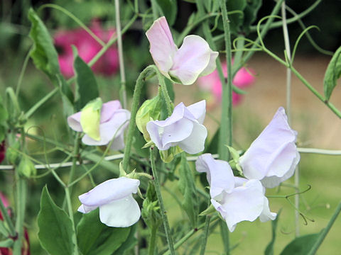 Lathyrus odoratus