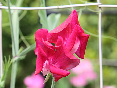 Lathyrus odoratus