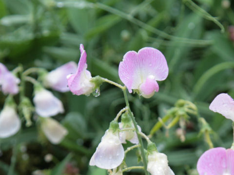 Lathyrus odoratus