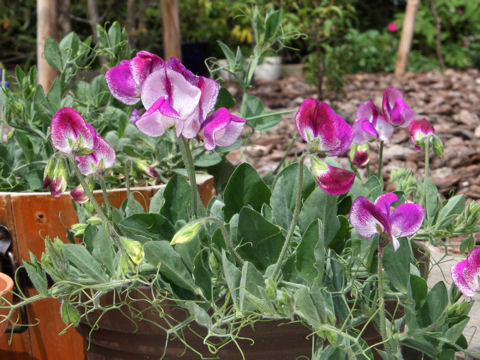 Lathyrus odoratus