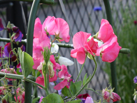 Lathyrus odoratus