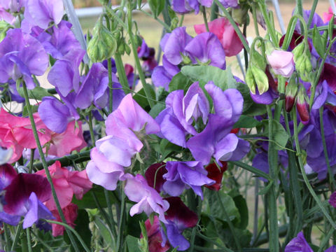 Lathyrus odoratus