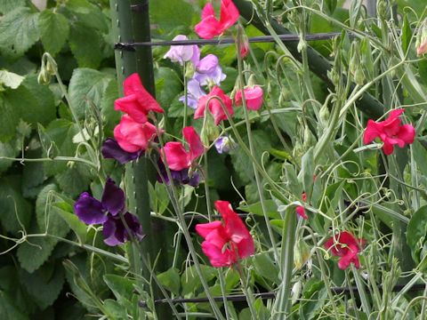 Lathyrus odoratus