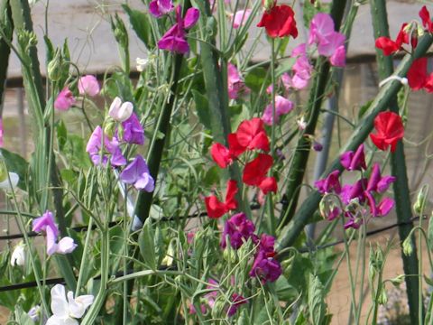 Lathyrus odoratus