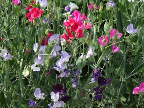 Lathyrus odoratus