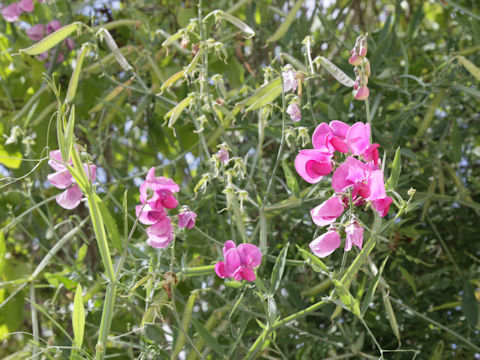 Lathyrus odoratus