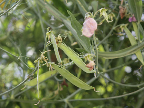 Lathyrus odoratus