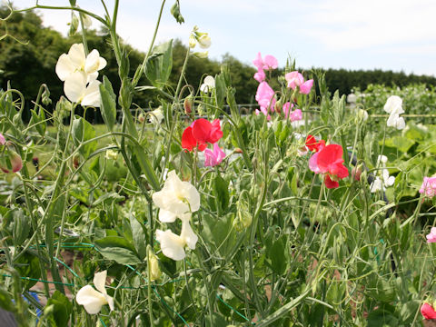 Lathyrus odoratus