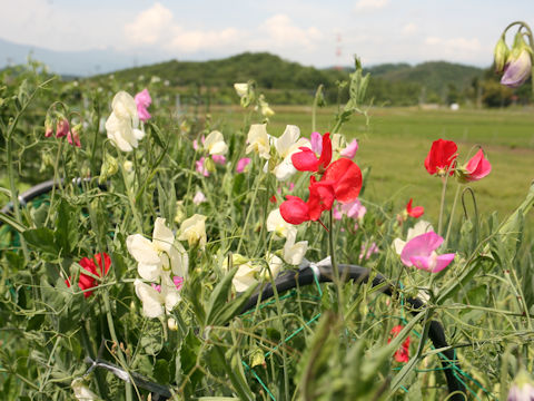 Lathyrus odoratus