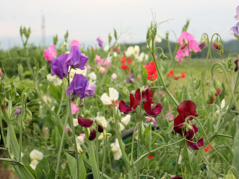 Lathyrus odoratus