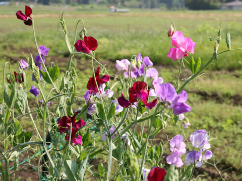 Lathyrus odoratus