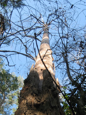 Eucalyptus saligna