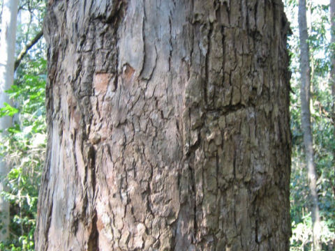 Eucalyptus saligna