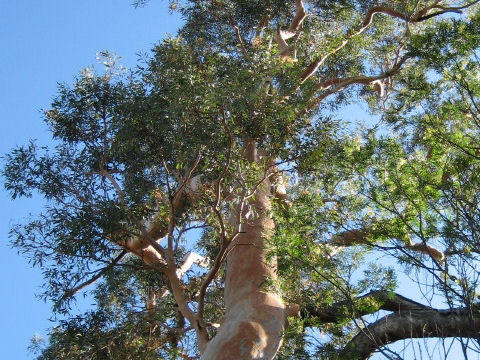 Angophora costata