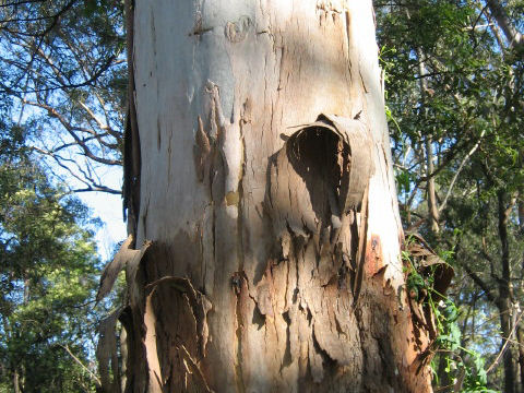 Angophora costata