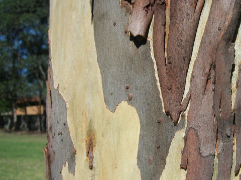 Angophora costata