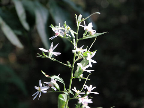 Symphyotrichum drummondii