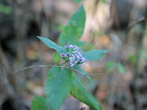 Symphyotrichum drummondii