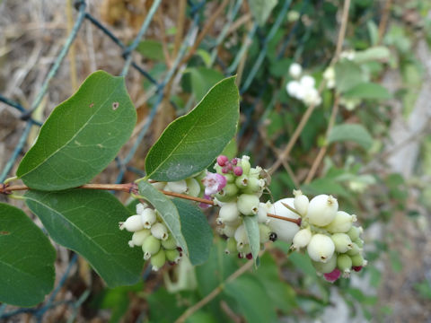 Symphoricarpos occidentalis