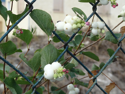 Symphoricarpos occidentalis