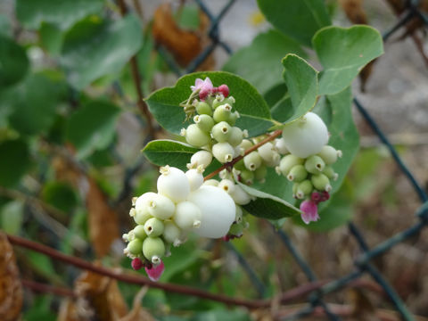 Symphoricarpos occidentalis