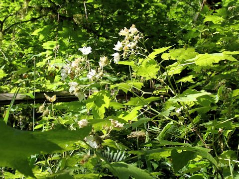 Rubus parviflorus