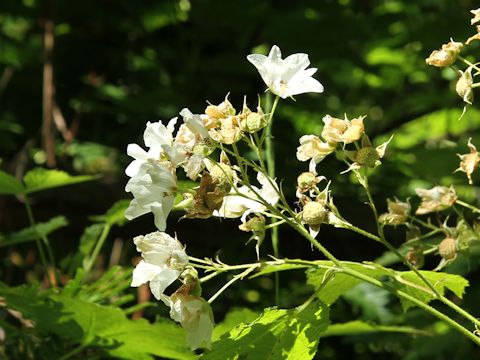 Rubus parviflorus