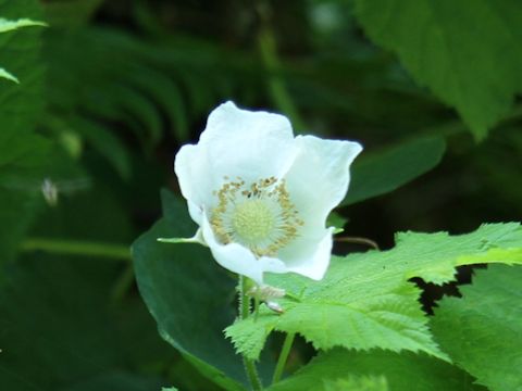 Rubus parviflorus