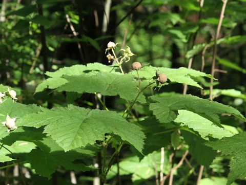 Rubus parviflorus