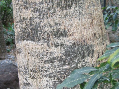 Adansonia za