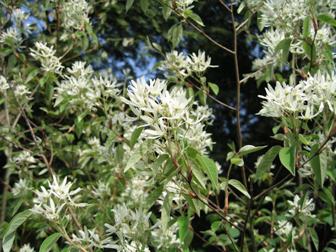 Amelanchier asiatica