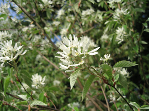 Amelanchier asiatica