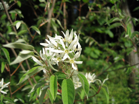 Amelanchier asiatica