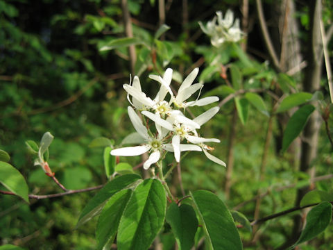 Amelanchier asiatica