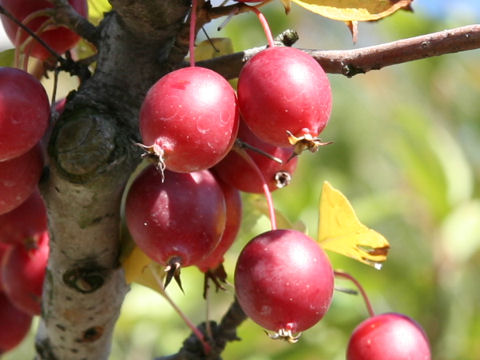 Malus cv.