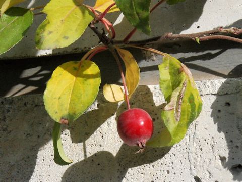 Malus cv.