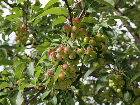 Malus cv.