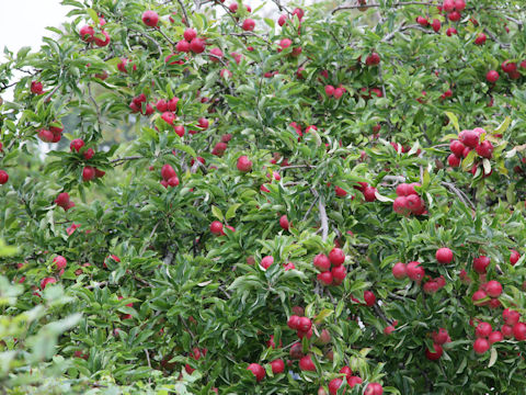 Malus cv.