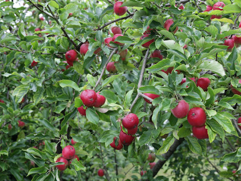 Malus cv.