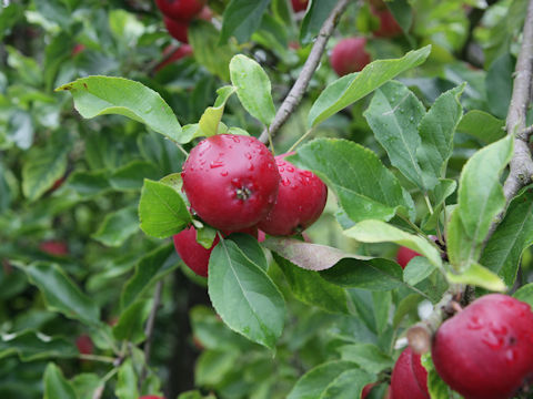 Malus cv.