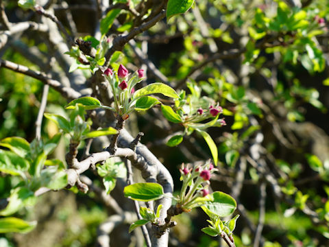 Malus cv.