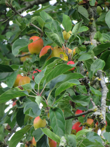 Malus cv.