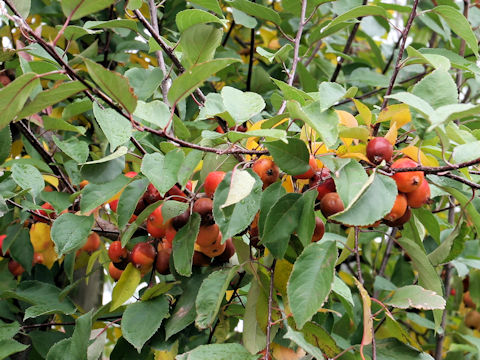 Malus cv. Hopa